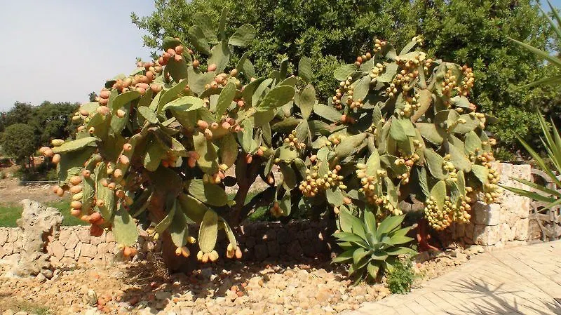 לןקמאג'ור Agroturisme Son Sama